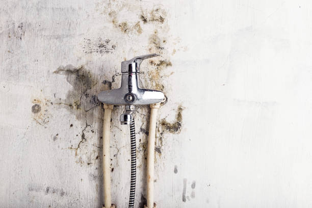 Carlisle Rockledge, AL Mold Removal Company